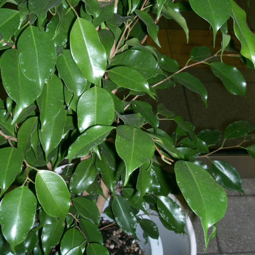 Lush Ficus benjamina plant with glossy green leaves in a white pot. A healthy, vibrant indoor plant adds a touch of nature to any space.