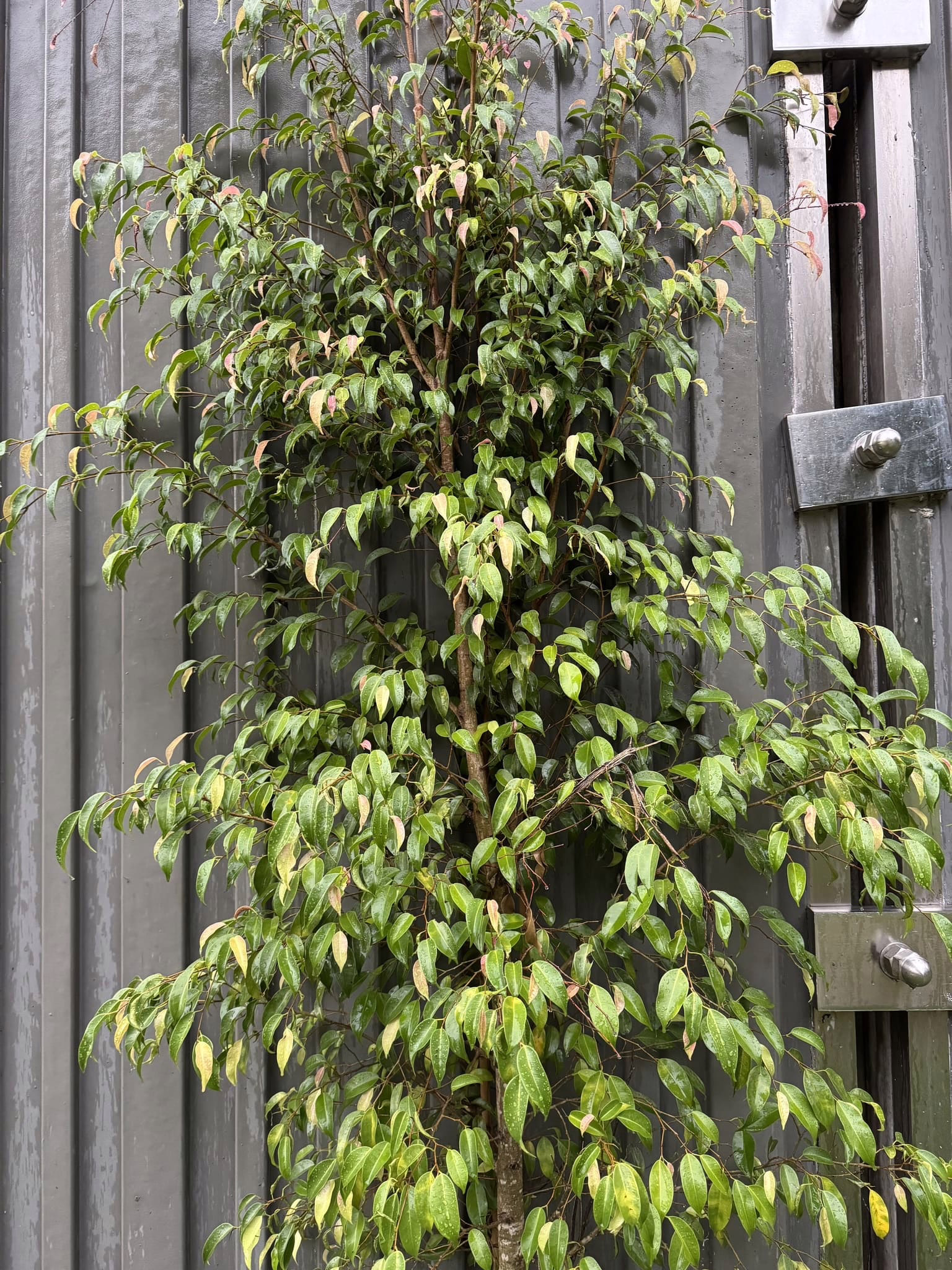Ficus benjamina against gray wall. Green leaves with yellow edges and red new growth give the plant a colorful, vibrant appearance.