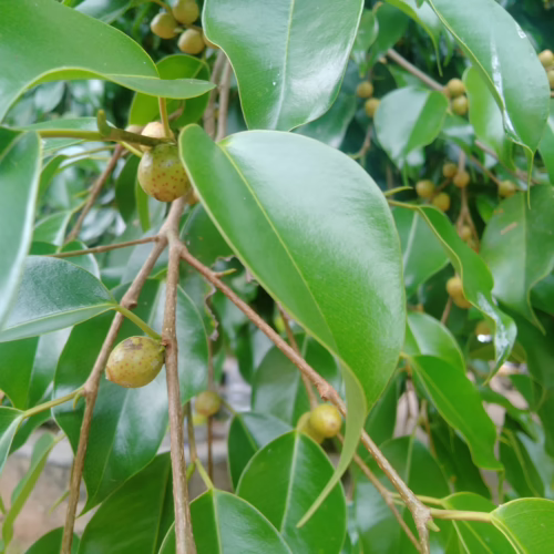 Lush green leaves and small, round fruits of a Ficus microcarpa, also known as Chinese banyan or Indian laurel fig. The glossy foliage and developing figs create a vibrant, natural scene.