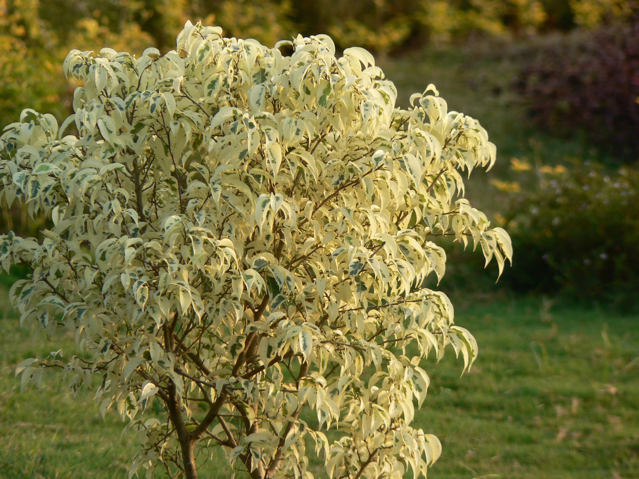 Ficus benjamina 'Starlight'—a compact tree with striking variegated white and green leaves, adding bright texture to any landscape