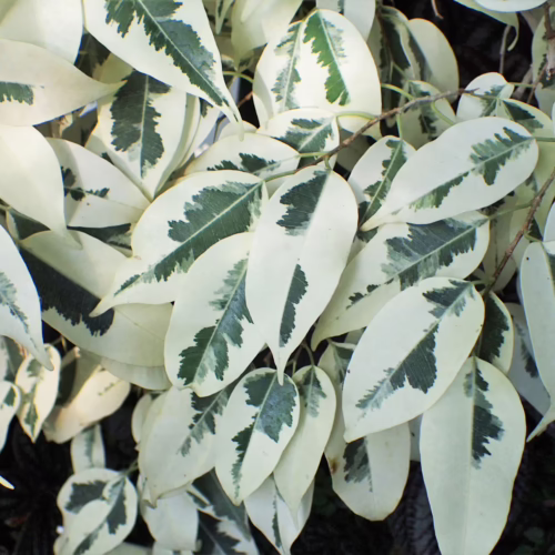 Variegated ficus benjamina leaves, primarily white with green patterns, create a dense, textured display. The light color and unique leaf patterns make this plant a striking indoor choice.