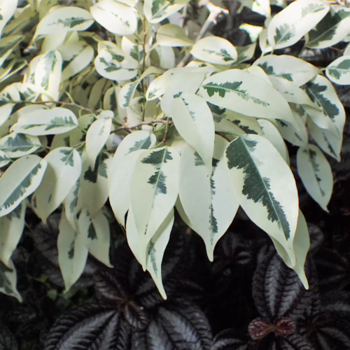 Variegated weeping fig (Ficus benjamina 'Variegata') showing off striking white and green leaves. The plant's delicate foliage adds a touch of elegance to indoor gardens.