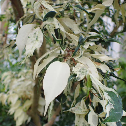 Variegated ficus benjamina 'Snow Princess' close-up showing vibrant white and green leaves. A decorative houseplant with unique foliage texture.