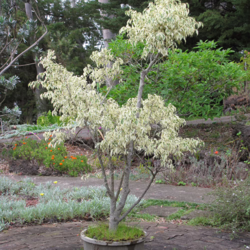 Variegated ficus tree in a pot on a brick patio, with lush green foliage in the background. The tree's white and green leaves create a striking contrast in this garden setting.