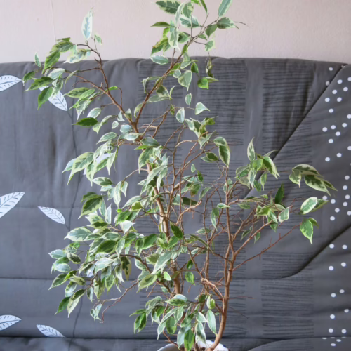 Variegated ficus benjamina 'Variegata' in a colorful ceramic pot sits on a gray couch with a white leaf pattern. The small tree has bright green and white leaves and slender brown branches.