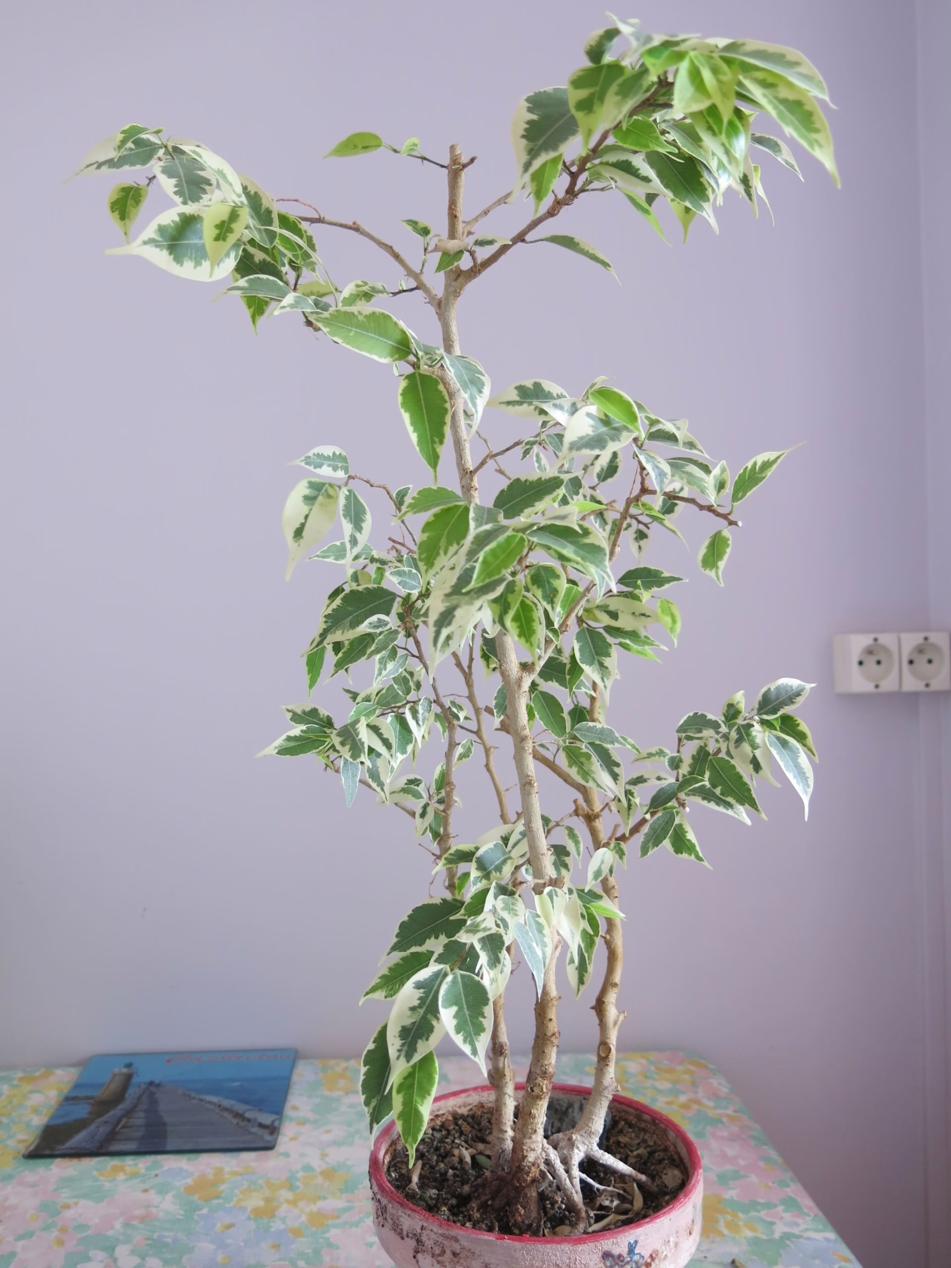 Ficus benjamina 'Variegata' plant with green and white variegated leaves in a terracotta pot, adding a touch of nature to indoor spaces.