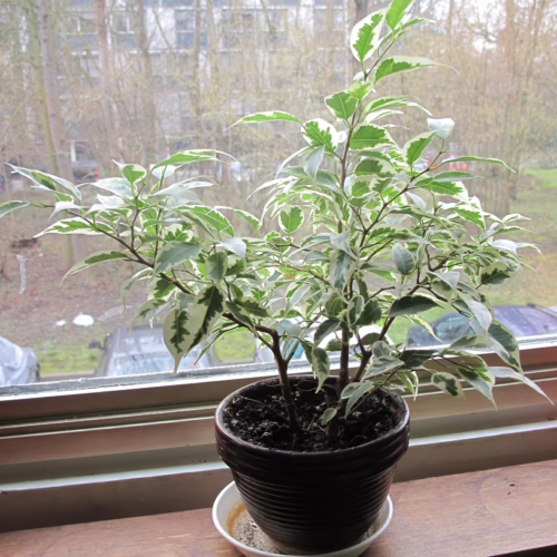 Variegated ficus benjamina houseplant in a brown pot sits on a windowsill with an overcast outdoor view.