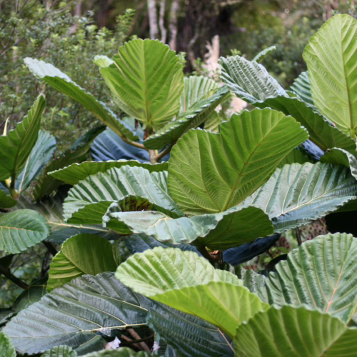 Large, vibrant green leaves with a distinct ribbed texture, creating a lush, tropical appearance.