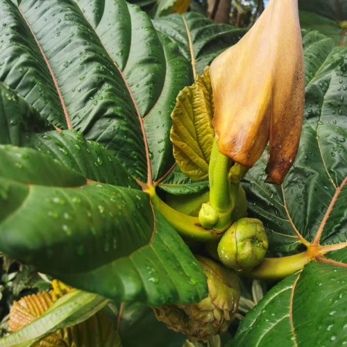 Tropical plant with large, glossy green leaves dotted with water droplets and a prominent light brown flower bud.