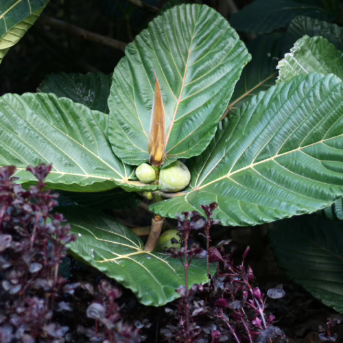 Large, vibrant green leaves with distinct veins surround small, unripe green fruit. Lush foliage.