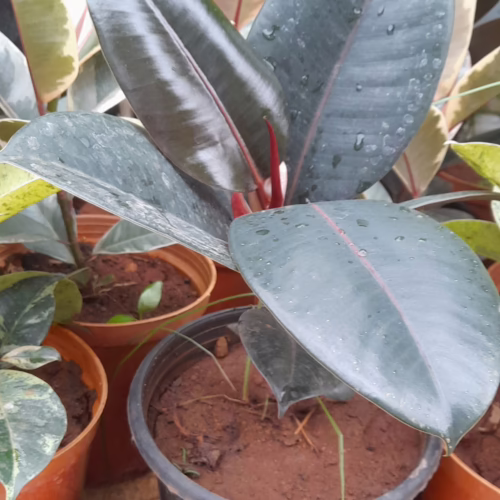Rubber plant with glossy, dark green leaves in a black pot, showcasing water droplets for a fresh, vibrant look.