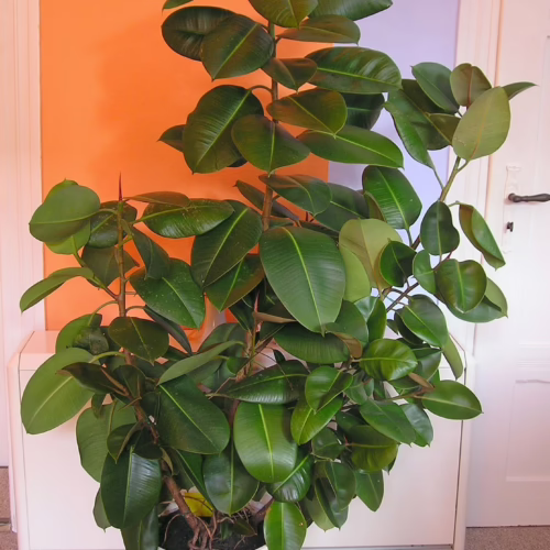 Lush rubber plant with glossy green leaves in a white pot. A vibrant indoor plant to brighten any room.