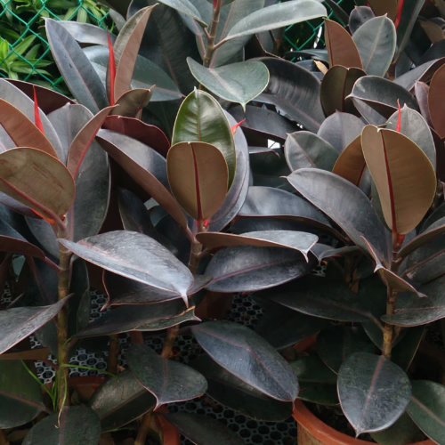 Rubber plant with glossy, dark green leaves and striking red sheaths, adding a touch of nature to any space.