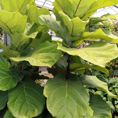 Fiddle leaf fig plant showcasing lush, vibrant green leaves. A striking indoor plant.