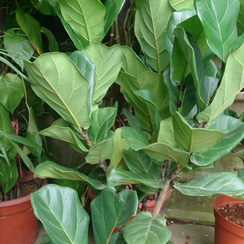 Lush fiddle leaf fig plant in terracotta pot, with vibrant green leaves and prominent veins, surrounded by greenery.
