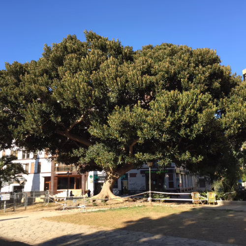 Mature Ficus macrophylla tree with a broad canopy in an urban park. Thick trunk, exposed roots, dark green leaves against a clear blue sky.