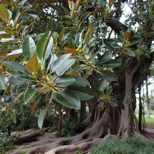 Majestic fig tree with sprawling roots and lush green foliage, a botanical garden focal point showcasing exotic plants