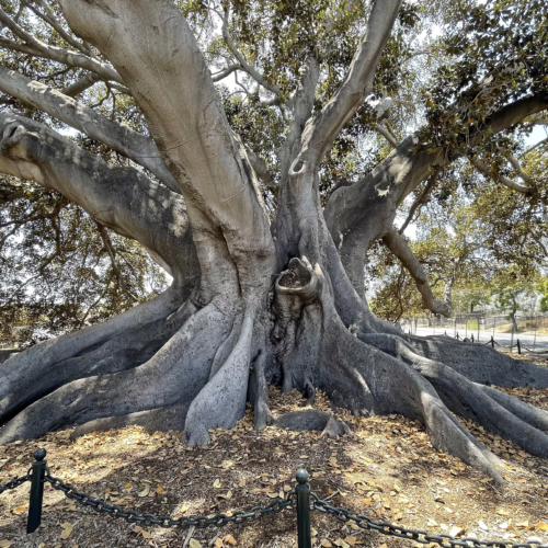 Majestic Moreton Bay Fig tree in California. View of the massive trunk and sprawling roots of this unique, large tree.