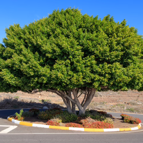 Roundabout tree with a dense, round canopy. Island vegetation for road safety and beautification.