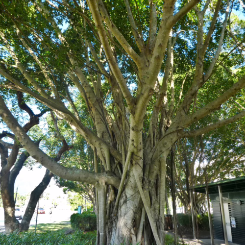 Large banyan tree with intricate aerial roots forming a canopy of green leaves, providing ample shade. A beautiful example of a tropical tree.