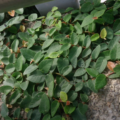 Creeping fig plant with small, rounded green leaves covering a textured wall surface.
