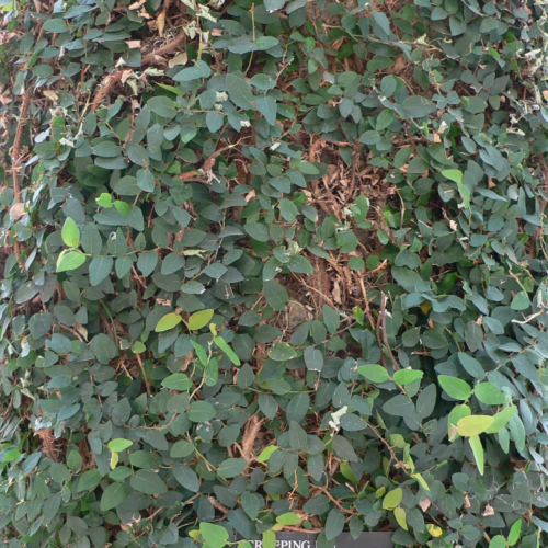 Creeping fig vine (Ficus pumila) densely covering a tree trunk, creating a lush green wall effect. Ideal as an indoor plant or climbing fig.