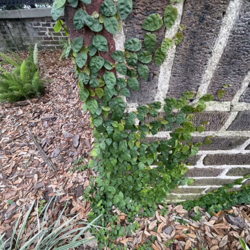 Lush green ivy densely covers a textured brick wall, creating a natural, climbing vine pattern.