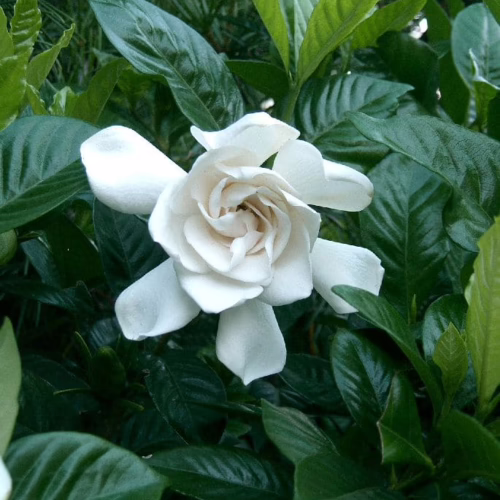 White gardenia bloom with layered petals, nestled among glossy green leaves in a lush garden setting