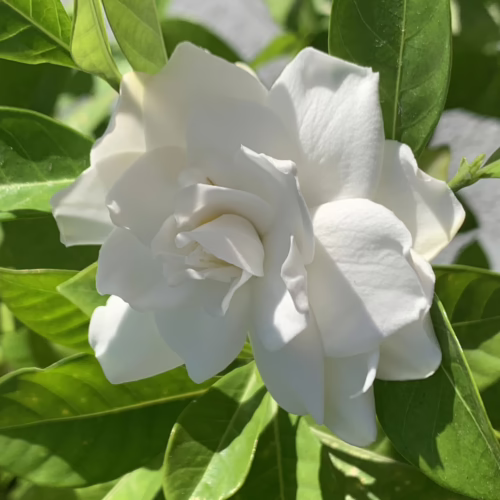 Lush white gardenia flower in full bloom, nestled amongst glossy green leaves.