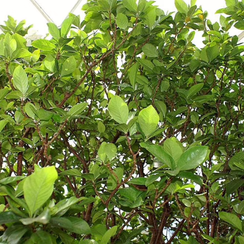 Dense green shrub with glossy leaves and brown branches, creating a vibrant, natural backdrop.