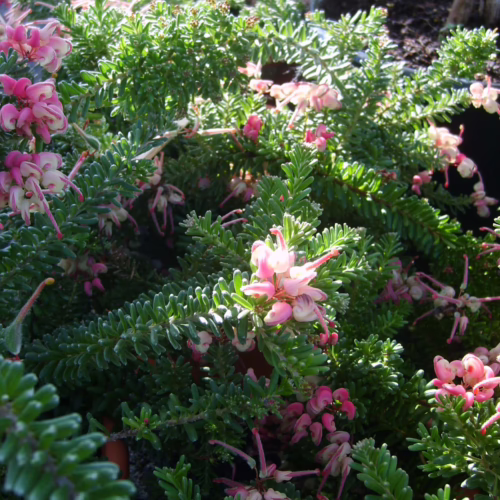 Grevillea ‘Drummer Boy’ close-up: Pink and cream spider-like flowers amidst dense, needle-like green foliage. A vibrant Australian native plant.