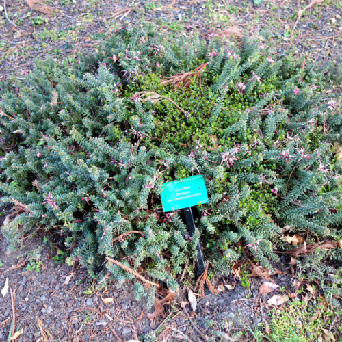 Grevillea 'Drummer Boy': Low-growing evergreen shrub with dense, needle-like blue-green foliage and pink-red spider flowers.