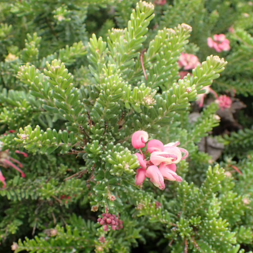 Grevillea ‘Drummer Boy’ shrub with needle-like green foliage and clusters of pink, spider-like flowers.