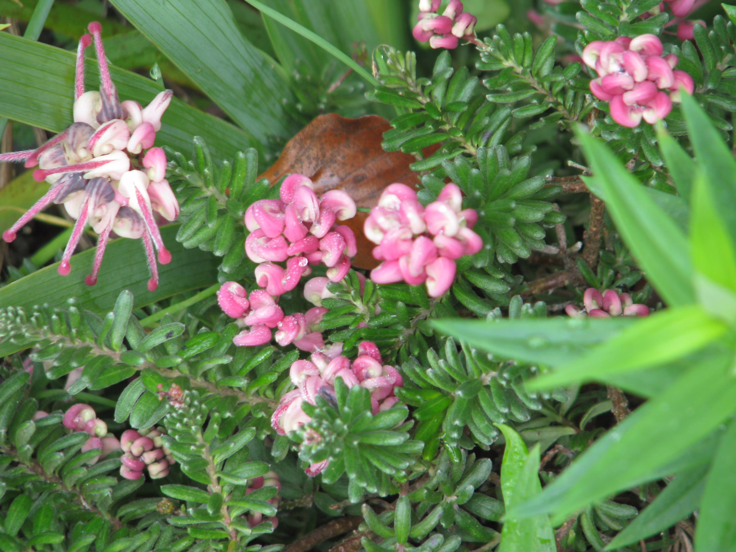 Grevillea ‘Drummer Boy’: Close-up shows clusters of pink-and-white spider-like flowers against a backdrop of vibrant green foliage.