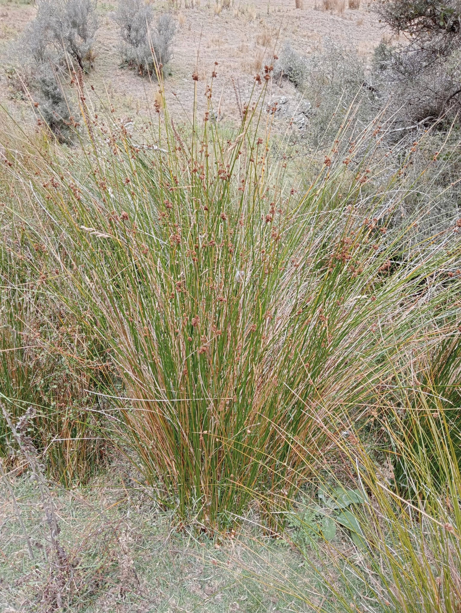 Juncus edgariae, a dense clump of tall, green, rush-like stems with brown flower heads, growing in a natural, dry landscape