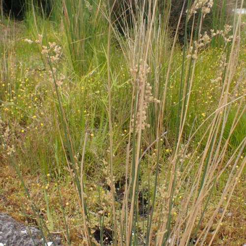 Juncus edgariae, a tall rush with slender green stems and feathery seed heads, grows in a marshy, grassy environment with small yellow flowers.