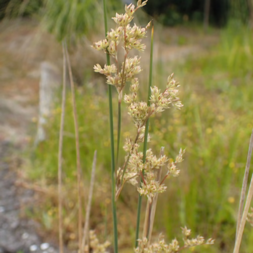 Juncus edgariae, a tall grass-like plant with slender stems and delicate, pale flower clusters, stands in a natural outdoor setting with blurred green foliage.