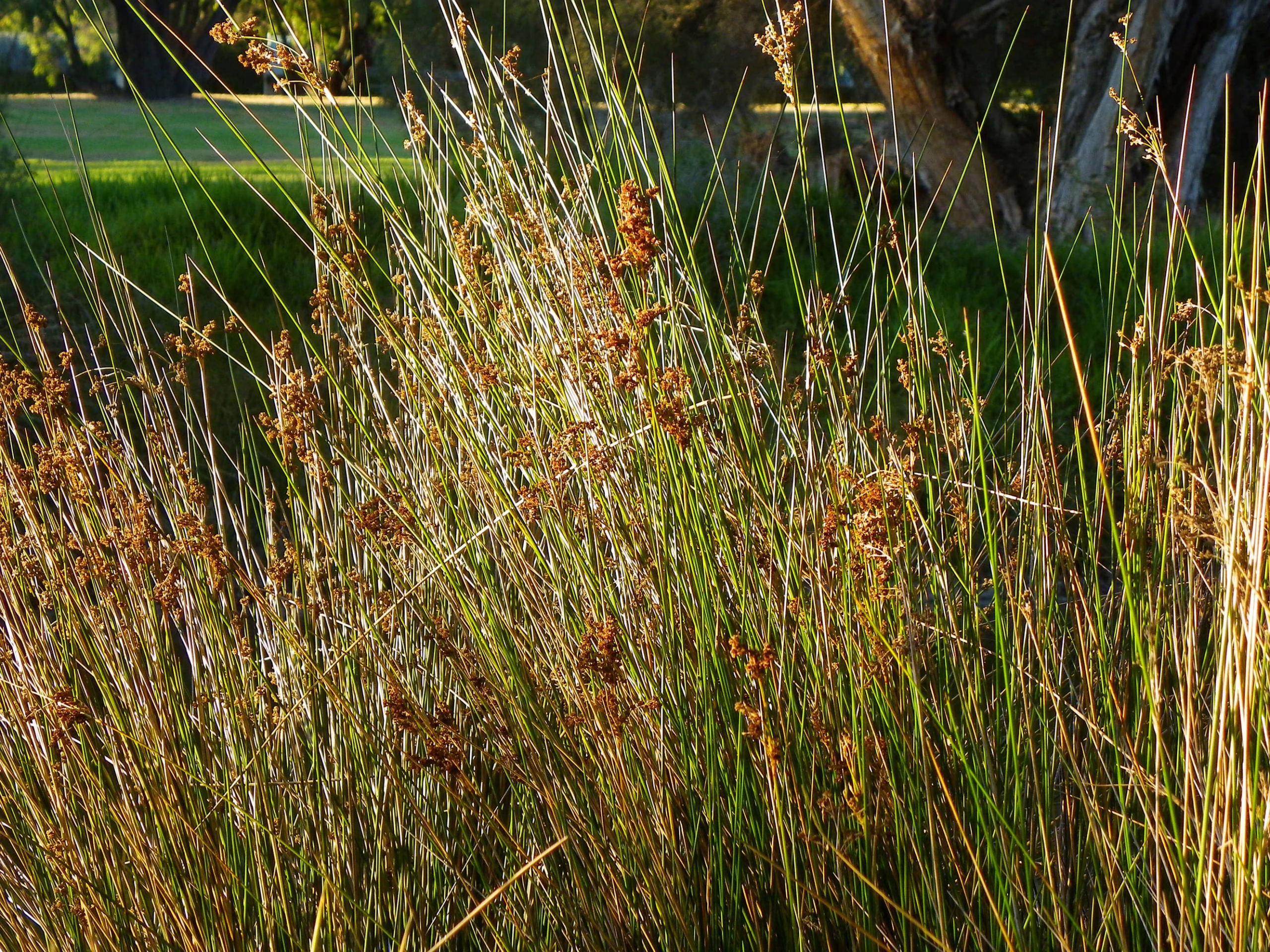 Juncus pallidus, also known as pale rush, features tall, slender green stems with brown seed heads, creating a natural, textured border in sunlight.