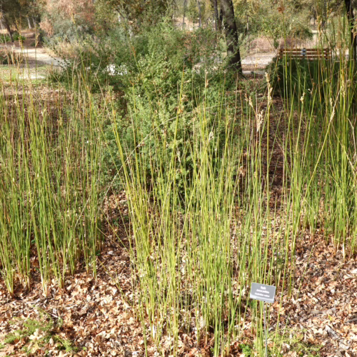 Juncus pallidus, or Pale Rush, with tall, slender green stems, forms a dense clump in a garden setting with fallen leaves.