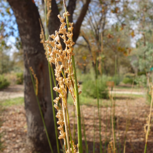 Juncus pallidus, a tall, slender rush with dried, straw-colored seed heads, stands in a natural, sunlit outdoor setting with blurred trees and dry leaves in the background.