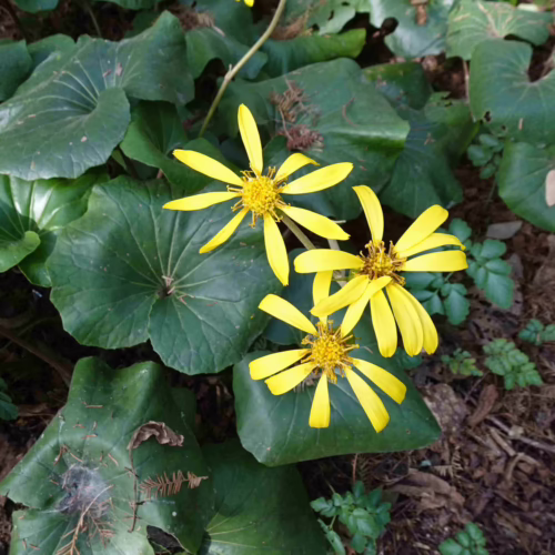 Vibrant yellow Ligularia reniformis flowers bloom amidst lush, large green heart-shaped leaves, creating a natural woodland scene.