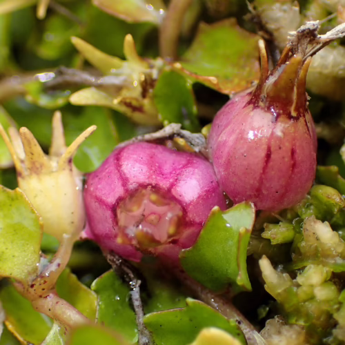 Close-up of two vibrant pink Pratia angulata flowers with delicate green leaves and subtle water droplets, showcasing their unique, star-shaped petals and intricate centers.