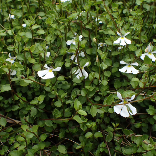 Pratia angulata, a groundcover plant with small, glossy green leaves and delicate white star-shaped flowers, ideal for rock gardens or borders.