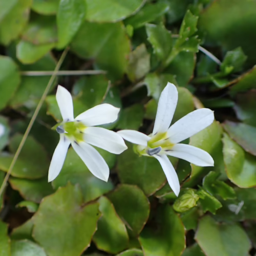 Two delicate white Pratia angulata flowers with yellow centers bloom amidst lush green foliage, showcasing their star-shaped petals and dainty form.