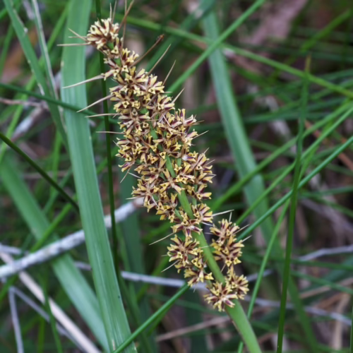 Lomandra longifolia plant with spiky, star-shaped flower clusters in yellow and brown, set against a background of lush green foliage.