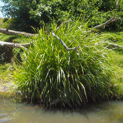 Lush, green Lomandra longifolia plant with long, arching leaves, growing at the edge of a calm body of water, with dappled sunlight filtering through overhead branches.