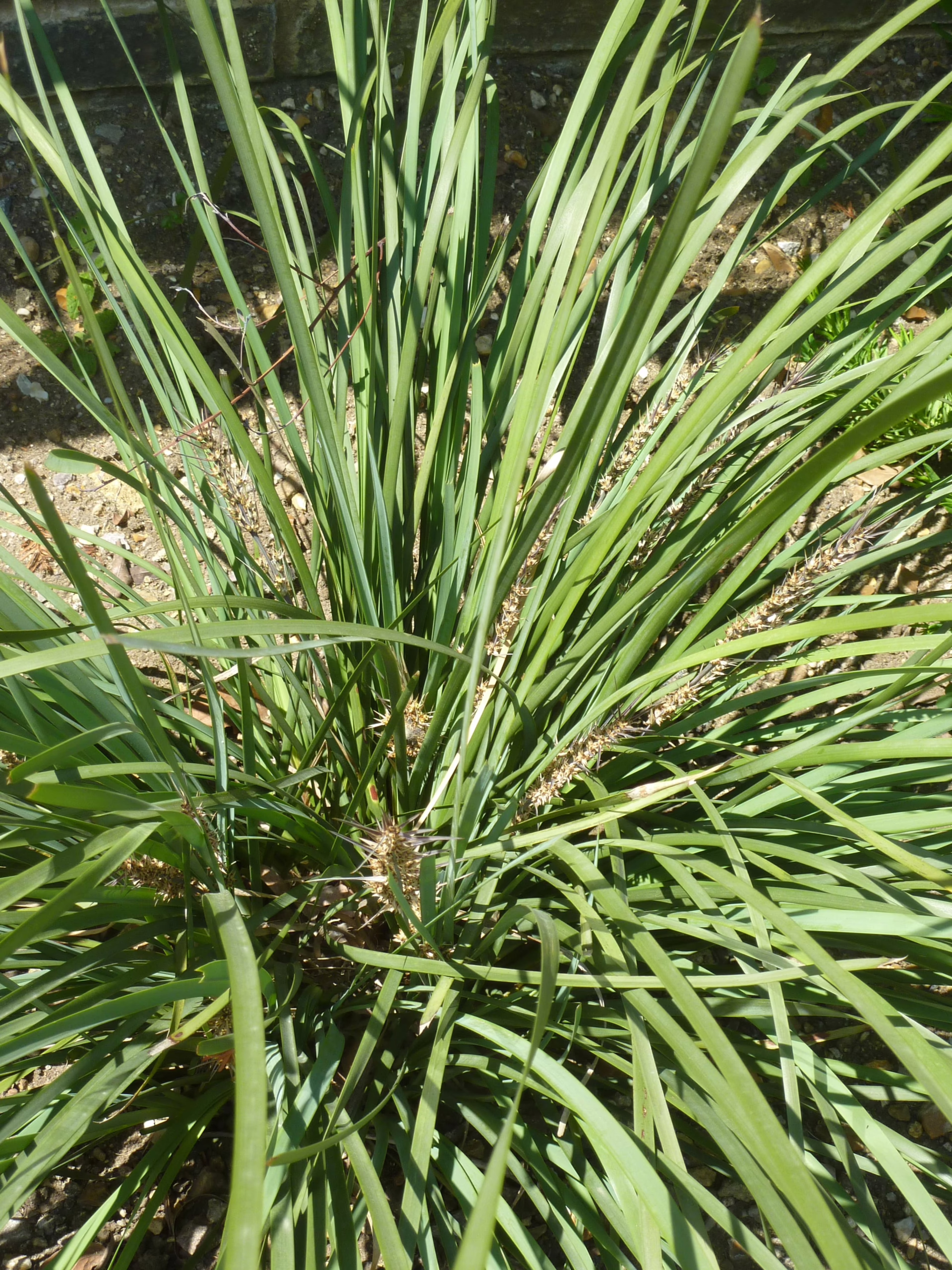 Lomandra longifolia plant with long, arching green leaves and a dense, clumping habit, ideal for landscaping