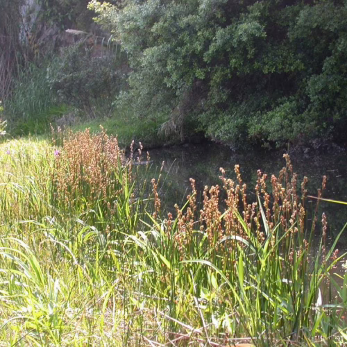Machaerina rubiginosa, a wetland plant with tall, slender green stalks and brown seed heads, growing along the edge of dark, still water.