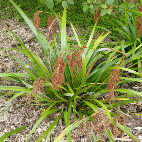 Machaerina sinclairii plant with long, green, strappy leaves and clusters of dried brown seed heads, set against a background of mulch and greenery.