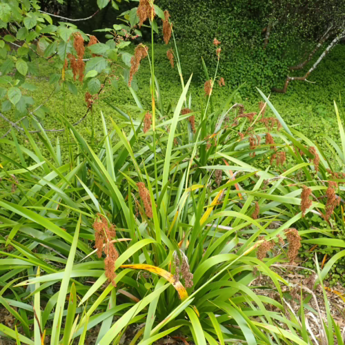 Machaerina sinclairii, a clump-forming plant with long, arching green leaves and distinctive brown, spiky flower/seed heads, thrives in a lush, green garden setting.